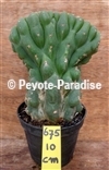 SAN PEDRO CREST ON LOW STEM - H. 10 CM - UNIQUE ! (UC675) 