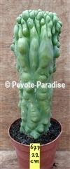 SAN PEDRO KAMVORM - HOOGTE 22 CM - UNIEK ! (UC677) 