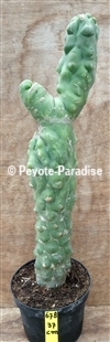 SAN PEDRO MONSTR + BRANCHES - H. 37 CM - UNIQUE (UC678) 