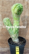 SAN PEDRO KAM OP STAM -  ZIJTAK - H. 23 CM - UNIEK ! (UC706) 