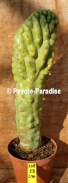 SAN PEDRO KAMVORM OP STAM - HOOGTE 28 CM - UNIEK ! (UC708) 