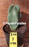 TOTEM POLE CACTUS - HEIGHT  7 CM - UNIQUE ! (UC700) 