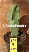 TOTEM POLE CACTUS - HEIGHT  9 CM - UNIQUE ! (UC701) 