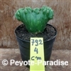 SAN PEDRO MULTIPLE CREST - HEIGHT 4 CM - UNIQUE ! (UC792)