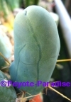 Penis Cactus (klein) met 2 ribben -  5+ cm - STEK 
