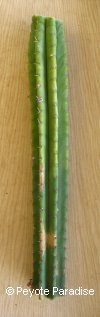 San Pedro Cactus - 12 jaar oud & verwaarloosd - 30+ cm -STEK 