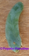 Penis Cactus (klein) met 3 ribben -  7+ cm - STEK 