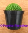 San Pedro Cactus kamvorm / cristaat -  6+ cm - PLANT IN POT 