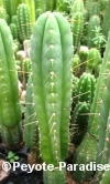 Peruvian Torch Cactus - Huancabamba - 40+ cm - STEK 