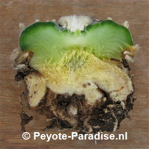 Doorgesneden Peyote (Lophophora williamsii).