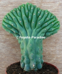San Pedro Cactus monstervorm (forma monstruosus) die verder groeit als cristaatvorm (forma cristatus).