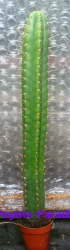 Lange Trichocereus peruvianus - een Peruvian Torch vorm uit Huancabamba in Peru.